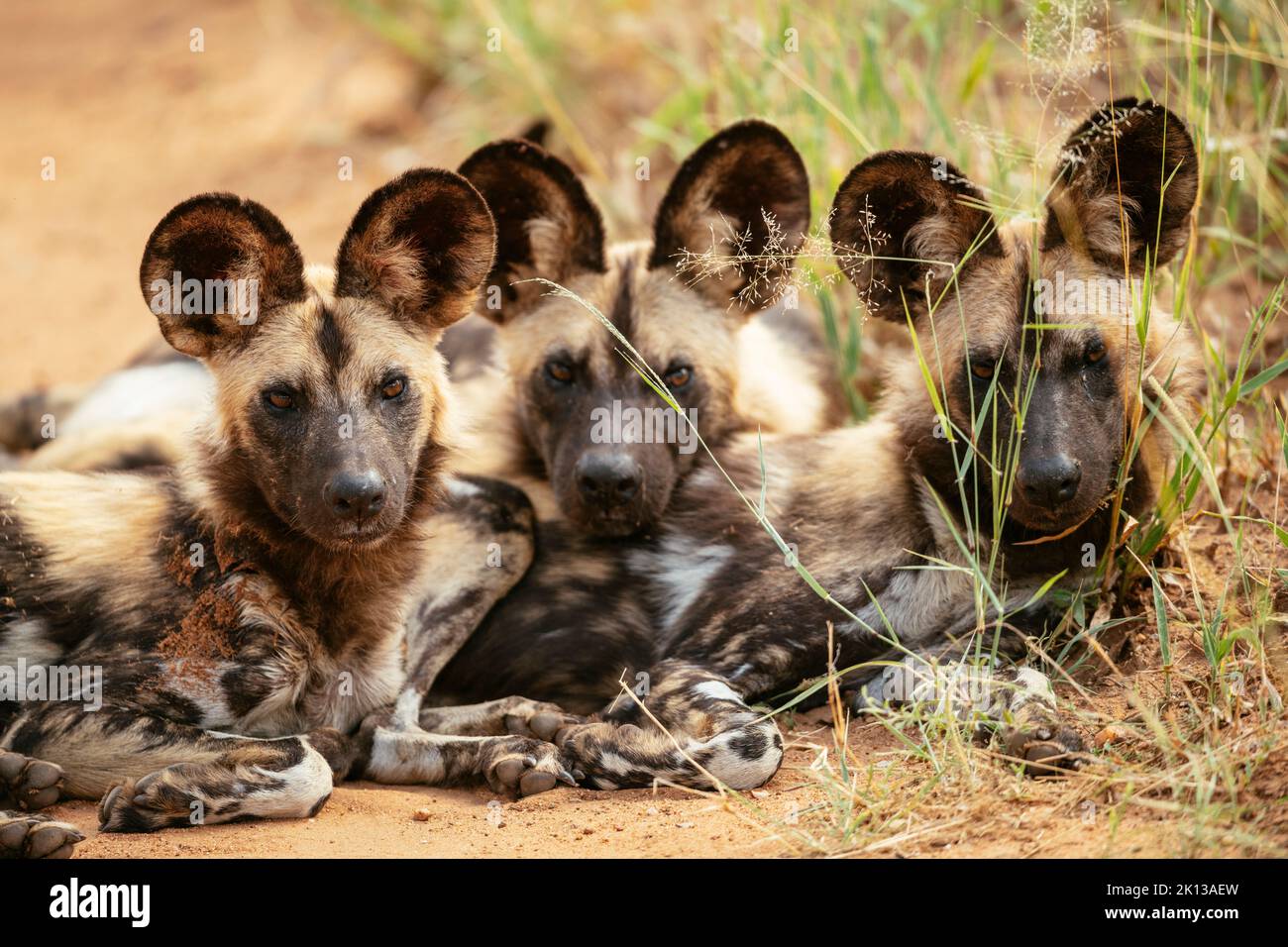 African Wild Dogs (Painted Wolves), réserve naturelle privée de Timbavati, parc national Kruger, Afrique du Sud, Afrique Banque D'Images