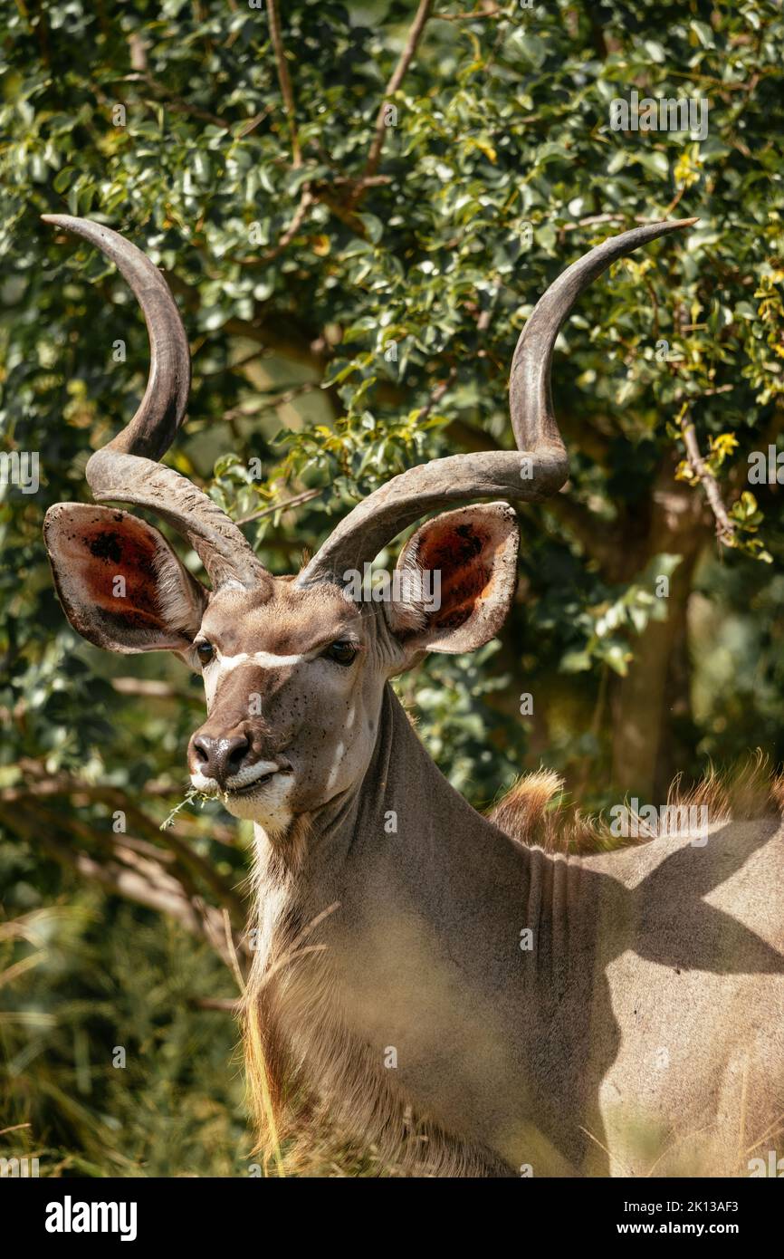 Kudu, réserve naturelle privée de Timbavati, Parc national Kruger, Afrique du Sud, Afrique Banque D'Images