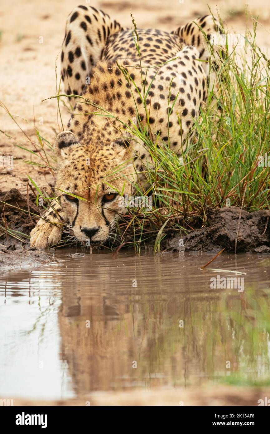 Cheetah boire de l'étang, réserve naturelle privée de Timbavati, Parc national Kruger, Afrique du Sud, Afrique Banque D'Images