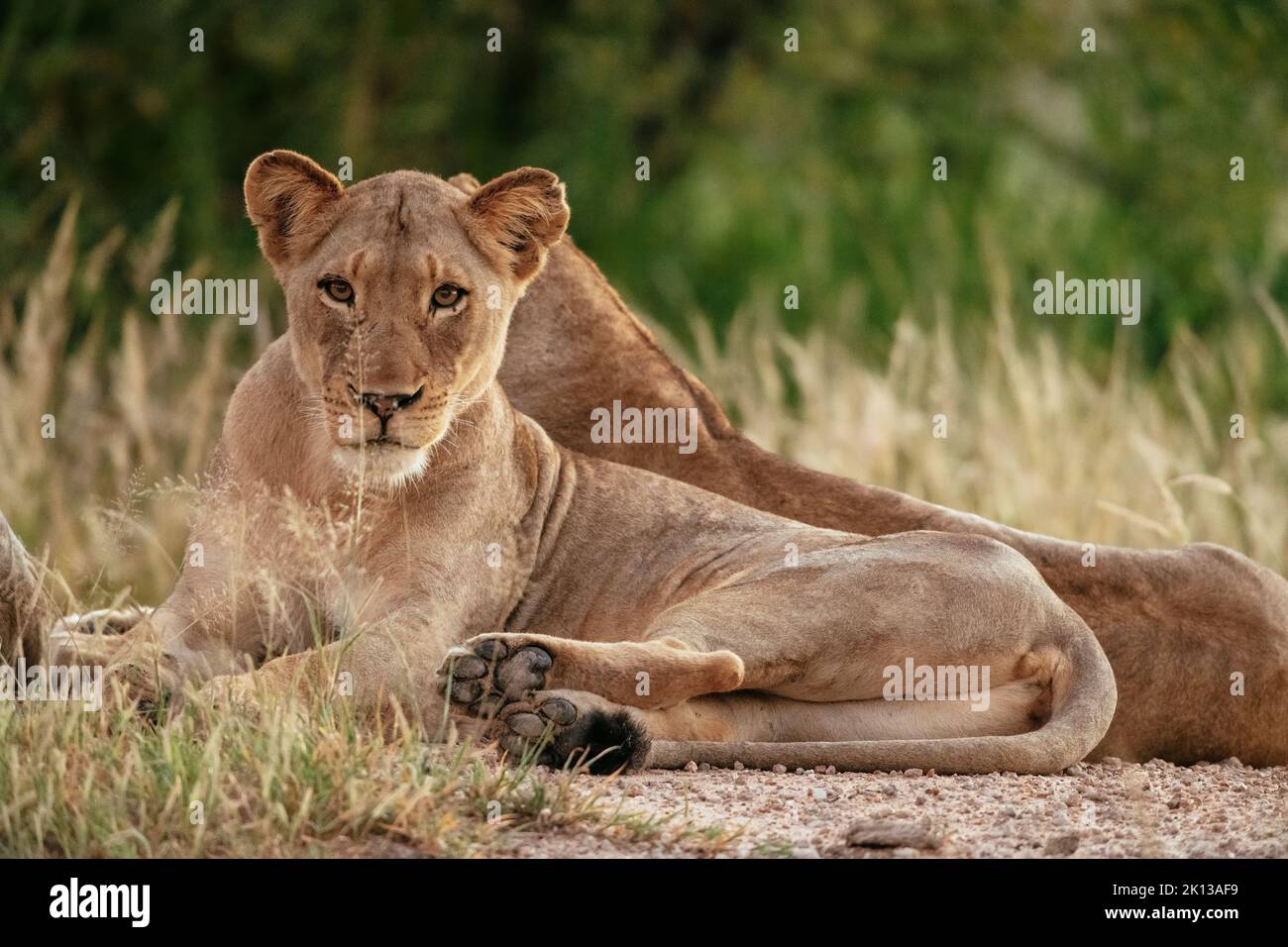 Lioness, réserve naturelle privée de Timbavati, Parc national Kruger, Afrique du Sud, Afrique Banque D'Images