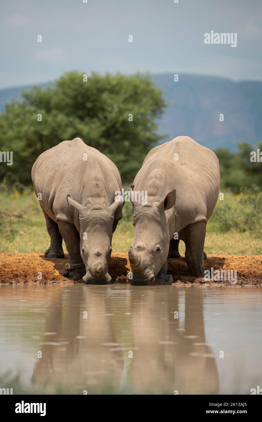 White Rhinos at Watering Hole, Marataba, Parc national de Marakele, Afrique du Sud, Afrique Banque D'Images