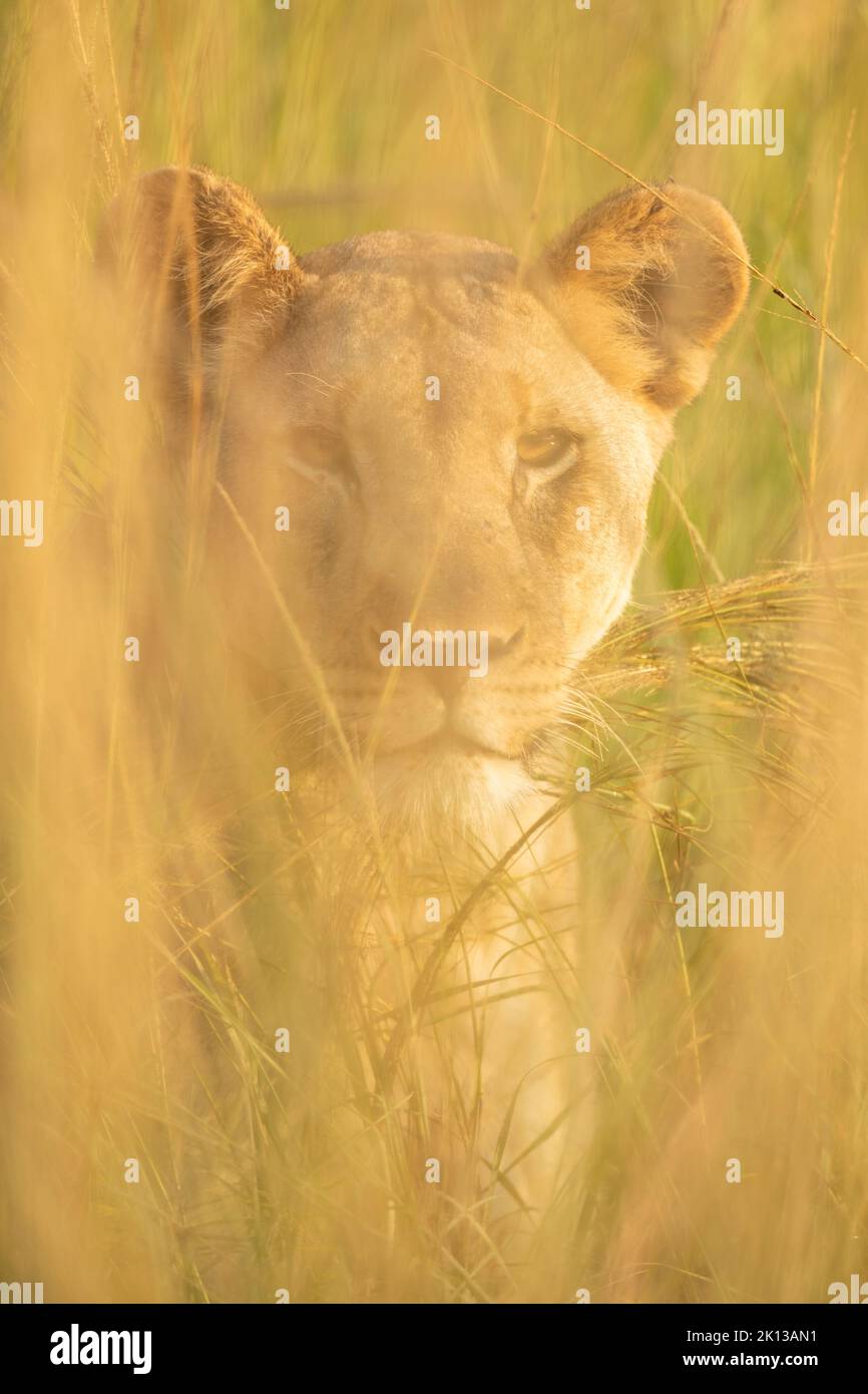 Lioness, Marataba, Parc national de Marakele, Afrique du Sud, Afrique Banque D'Images