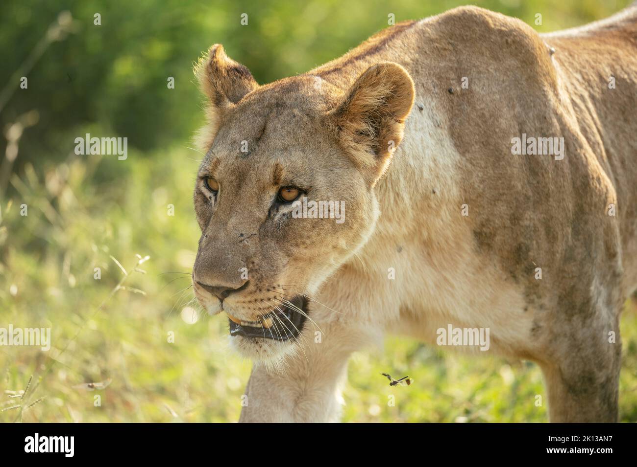 Lioness, Marataba, Parc national de Marakele, Afrique du Sud, Afrique Banque D'Images