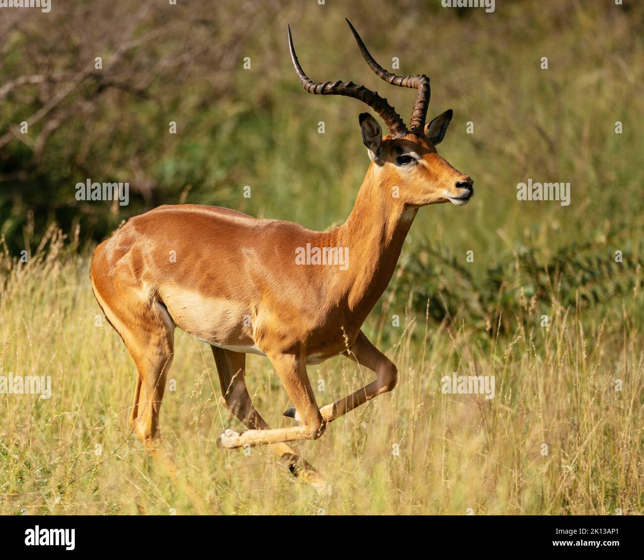 Impala, réserve naturelle privée de Timbavati, Parc national Kruger, Afrique du Sud, Afrique Banque D'Images