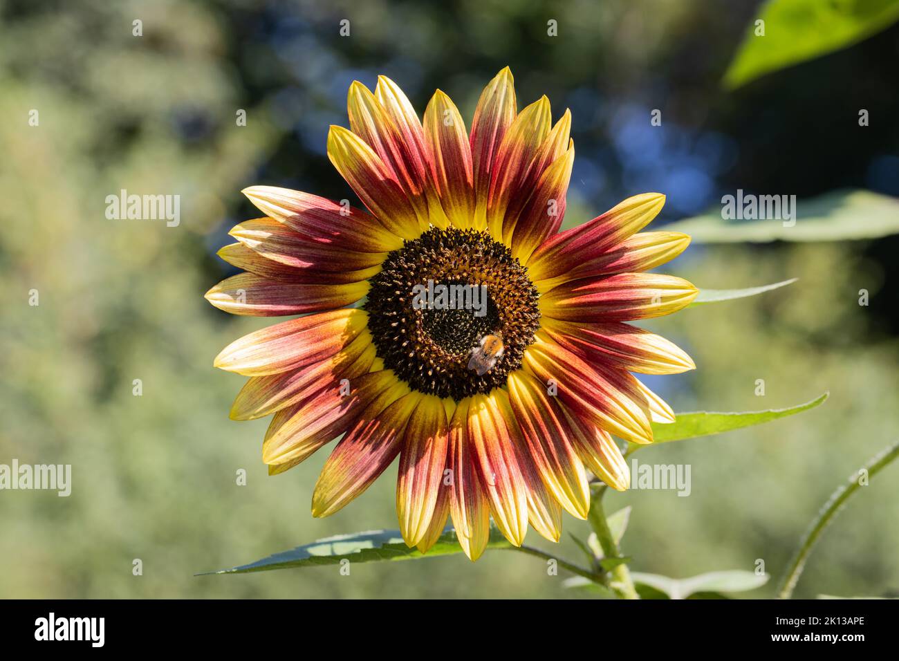 Petites bourdons se nourrissant sur un tournesol, Dorset, Angleterre, Royaume-Uni Banque D'Images