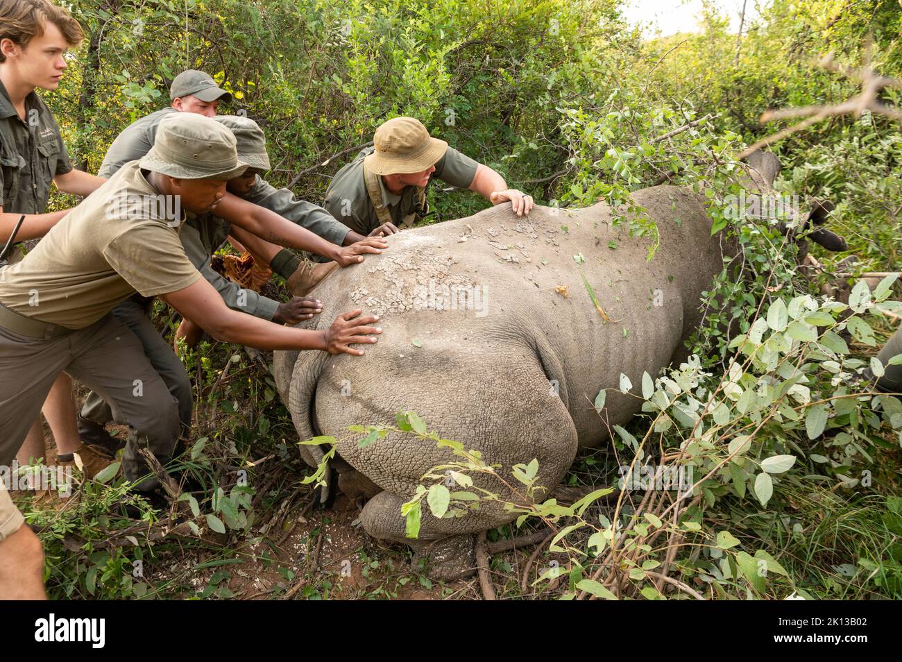 Opération de collages de Rhino au camp de conservation de Marataba, parc national de Marakele, Afrique du Sud, Afrique Banque D'Images