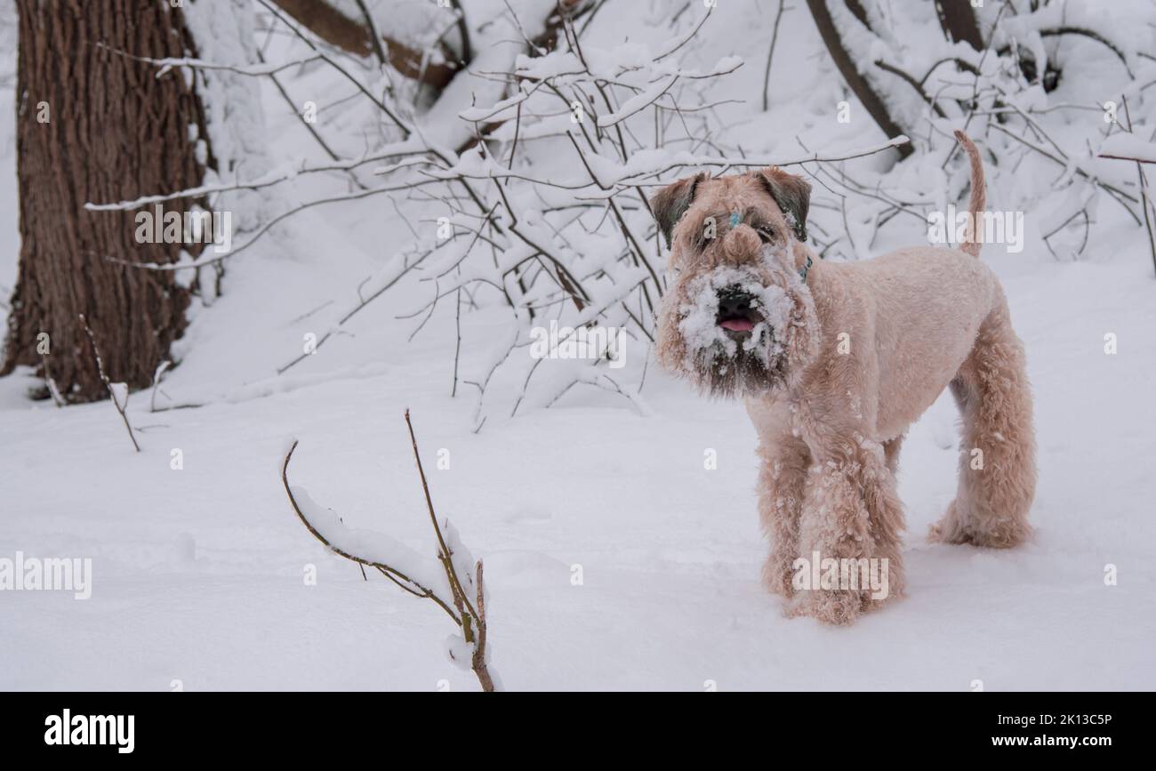 Chien doré doux et irlandais sur une promenade dans un parc enneigé. Banque D'Images