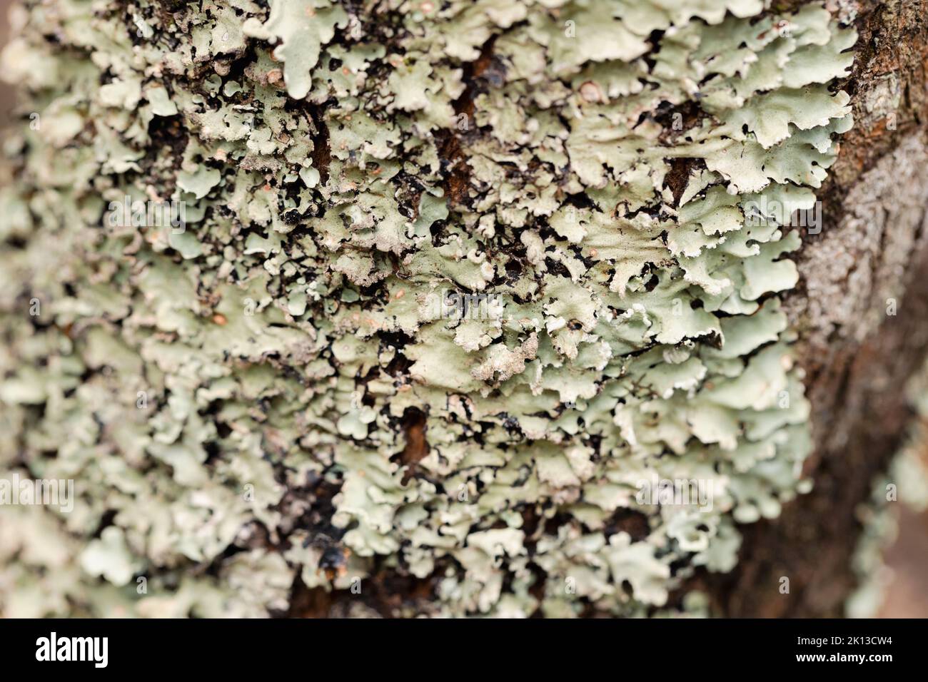 Macro gros plan de la texture du lichen à échelle verte sur un tronc d'arbre Banque D'Images