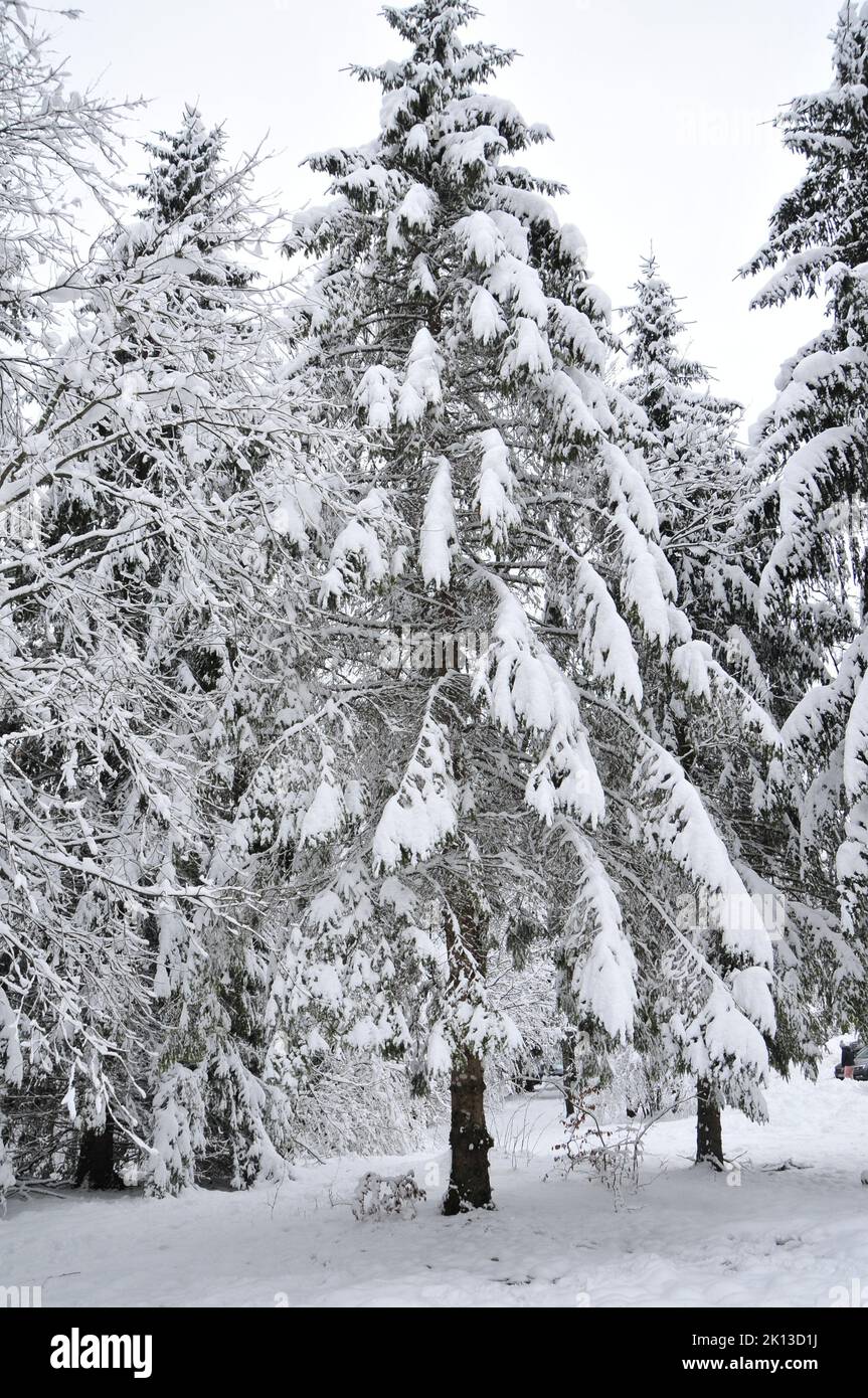 Neige abondante sur les arbres en Croatie Banque D'Images