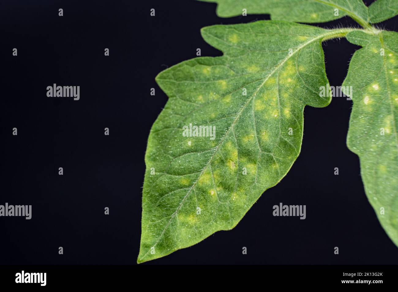 Virus de la mosaïque de la tomate Banque de photographies et d’images à haute résolution Alamy