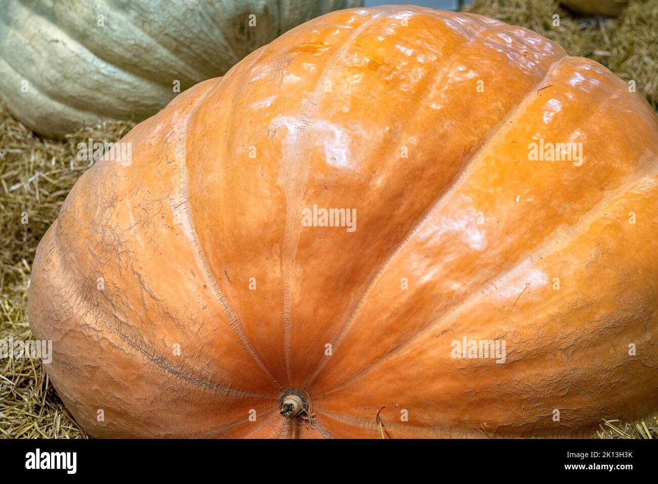 Gros citrouilles en gros plan à la foire agricole. Récolte d'automne. Banque D'Images