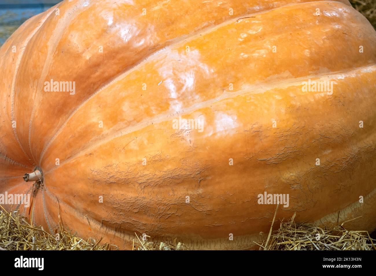 Gros potiron en gros plan à la foire agricole. Récolte d'automne. Banque D'Images