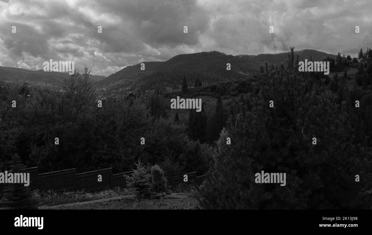 Une échelle de gris d'une forêt avec des sapins sur des collines Banque D'Images