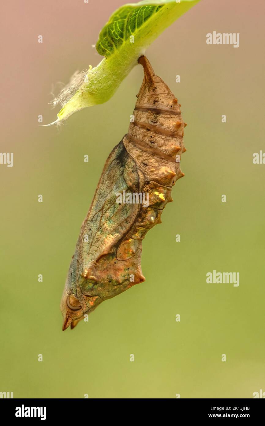 Kleiner Fuchs, Puppe, Aglais urticaire, Edelfalter, Nymphalidae, Natur, Insekt, Schweiz, Lepidoptera, Schmetterling, Insektensterben, Tiere, Tagfalter * Banque D'Images