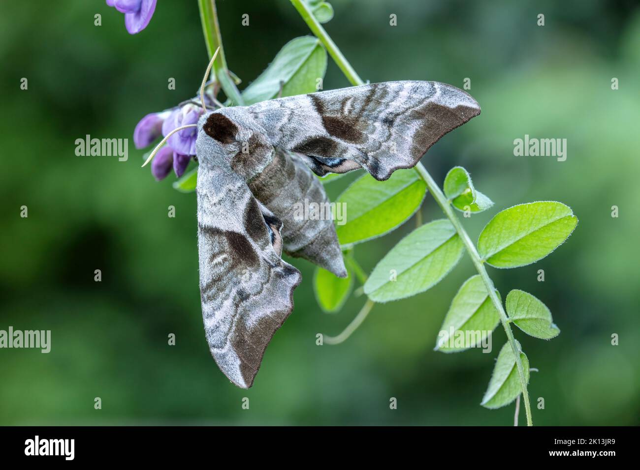 Nachtfalter, Natur, Insekt, Schweiz, Lepidoptera, Schmetterling, Insektensterben, Motten, Nachtaktiv, Tiere, Abendpfauenauge, Schwärmer, Smerinthus oc Banque D'Images