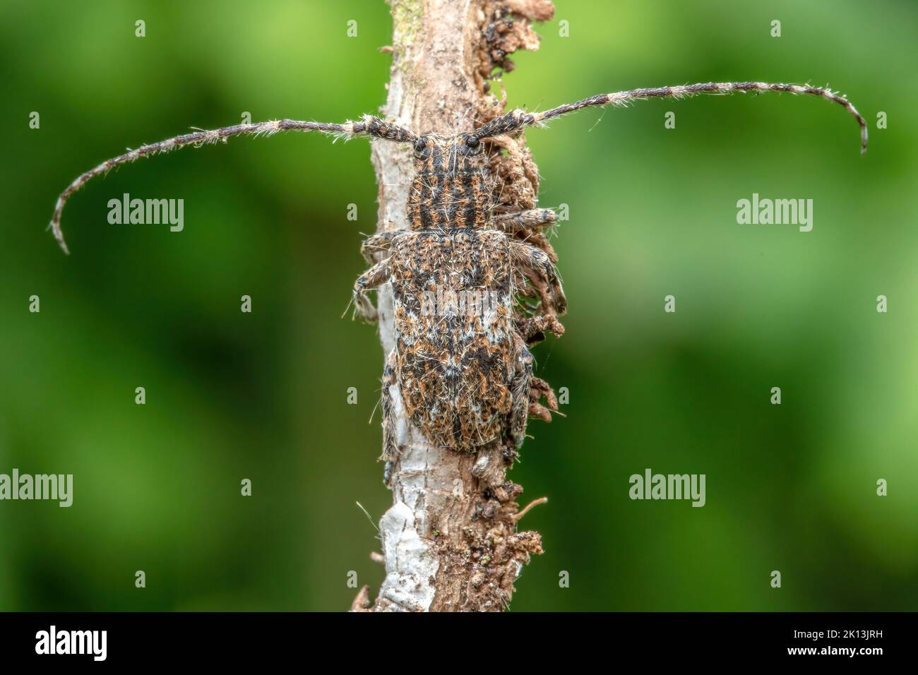 Graubindige Augenfleckbock, Binden-Augenfleckenbock, Bockkäfer, Mesosa nebulosa, Lamiinae, Käfer, Natur, Tier, Insekt, Insektensterben, Schweiz *** Lo Banque D'Images