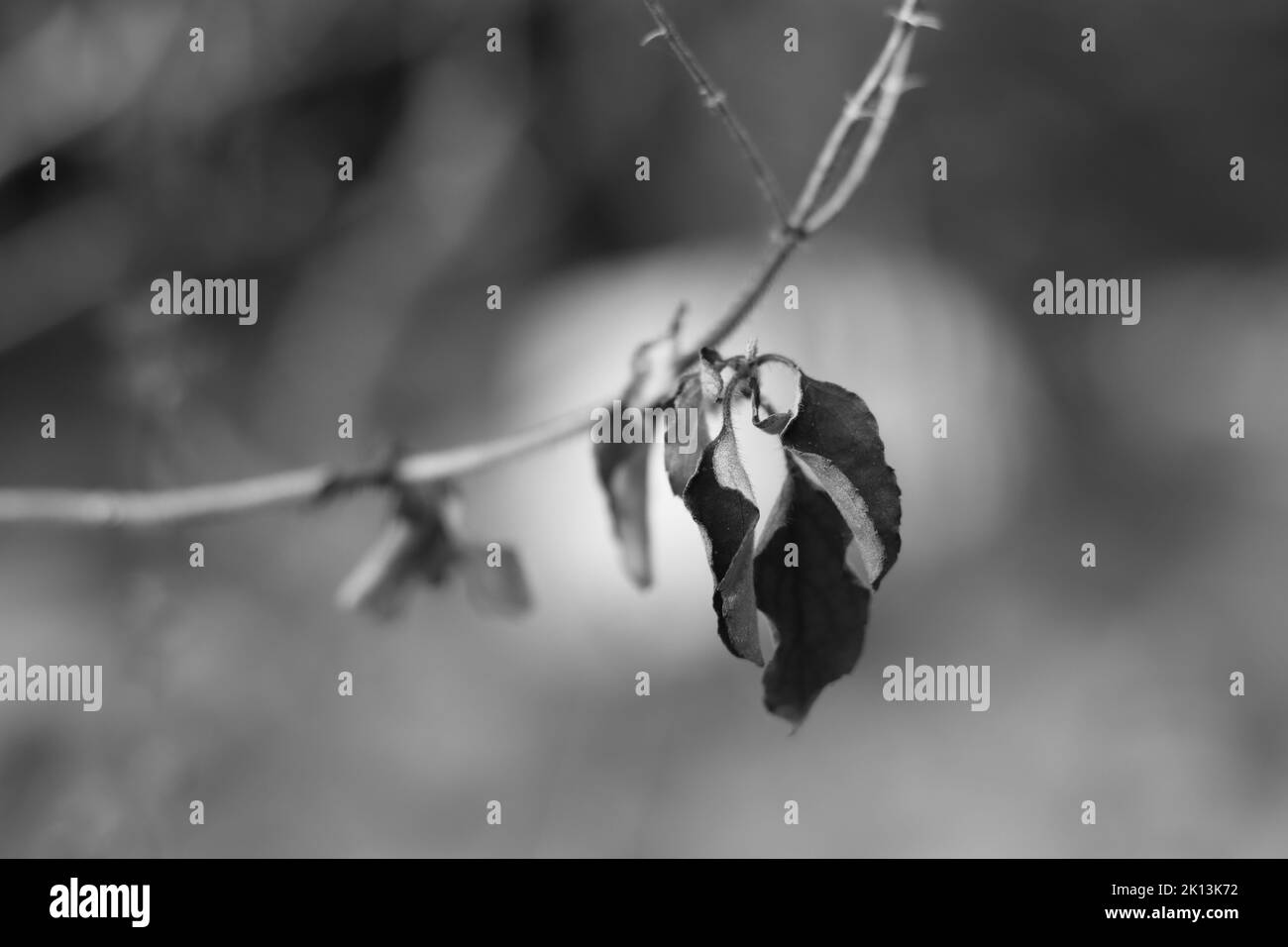 Photo de fleurs et de petites plantes et feuillage dans la nature Banque D'Images