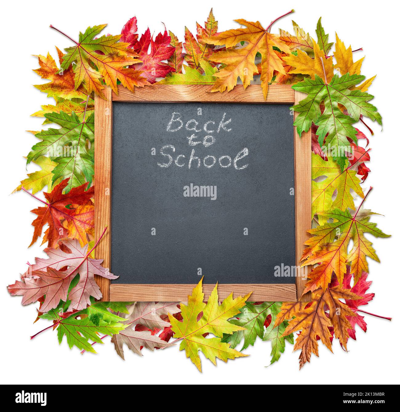 Tableau noir inscrit à la craie « Retour à l'école » parmi les feuilles d'automne colorées. Arrière-plan blanc. Banque D'Images