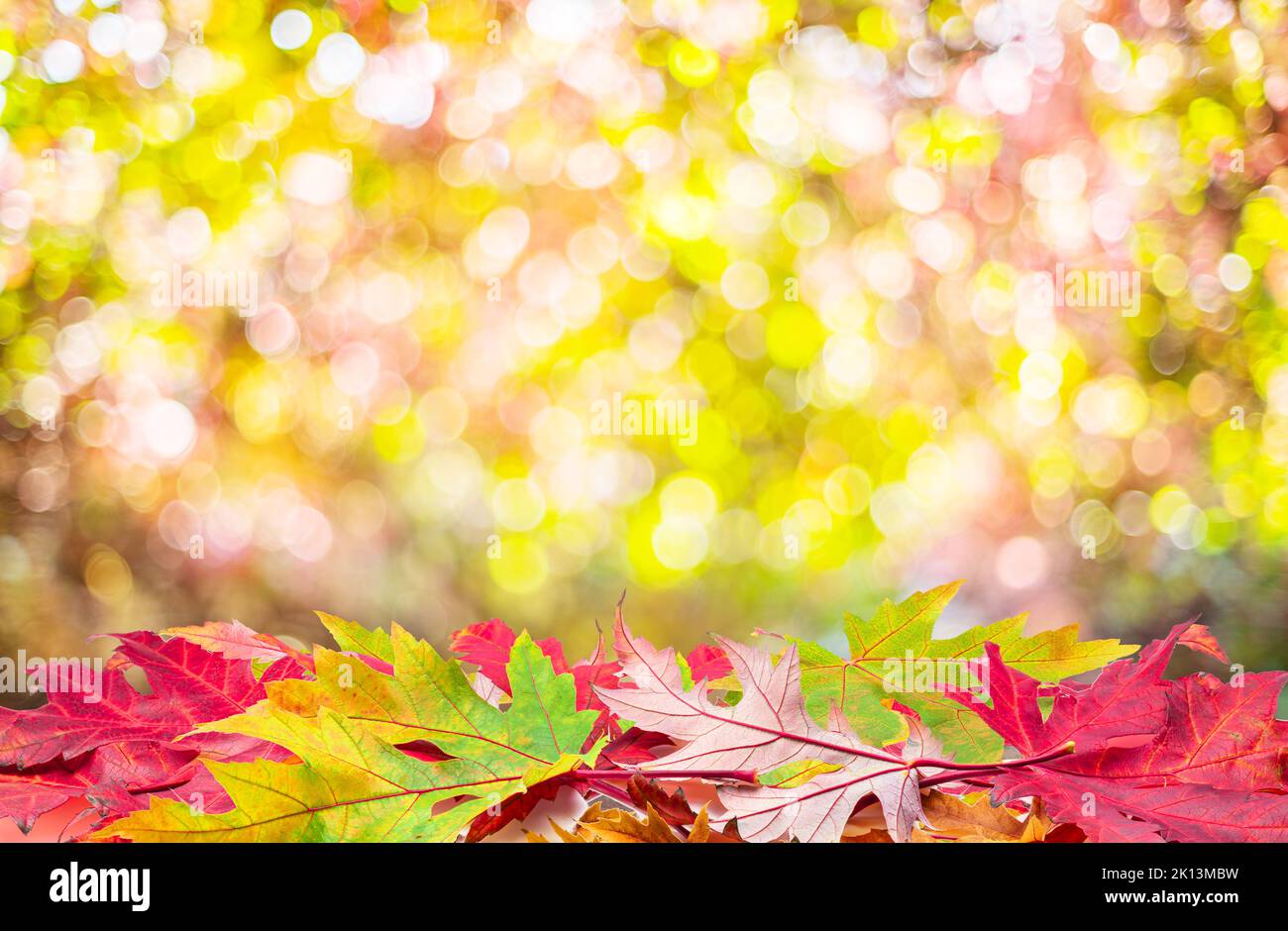 Arrière-plan d'automne avec un blanc automne feuilles colorées et beau bokeh ensoleillé. Banque D'Images