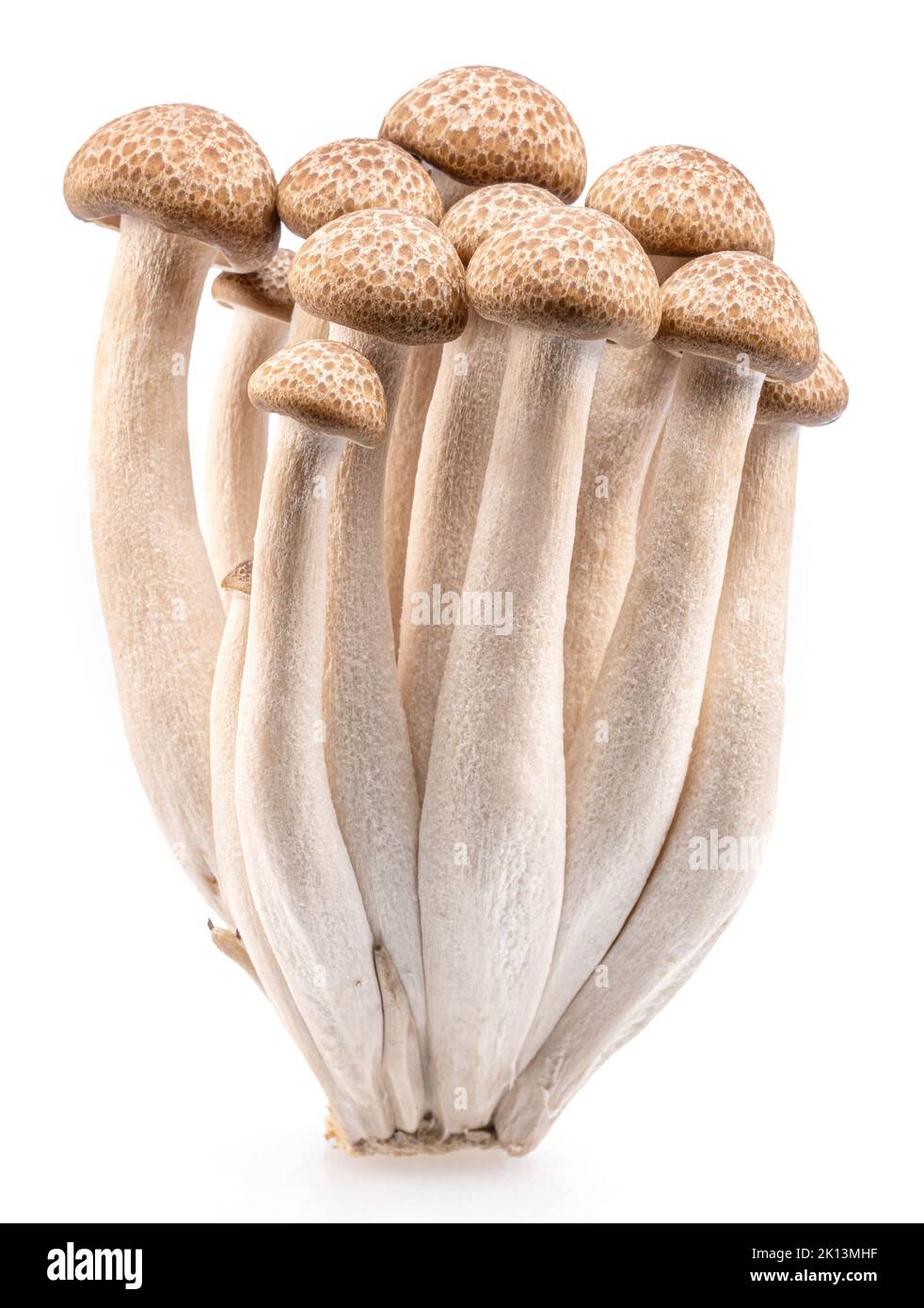 Groupe de champignons japonais comestibles hon shimeji isolés sur fond blanc. Gros plan. Banque D'Images