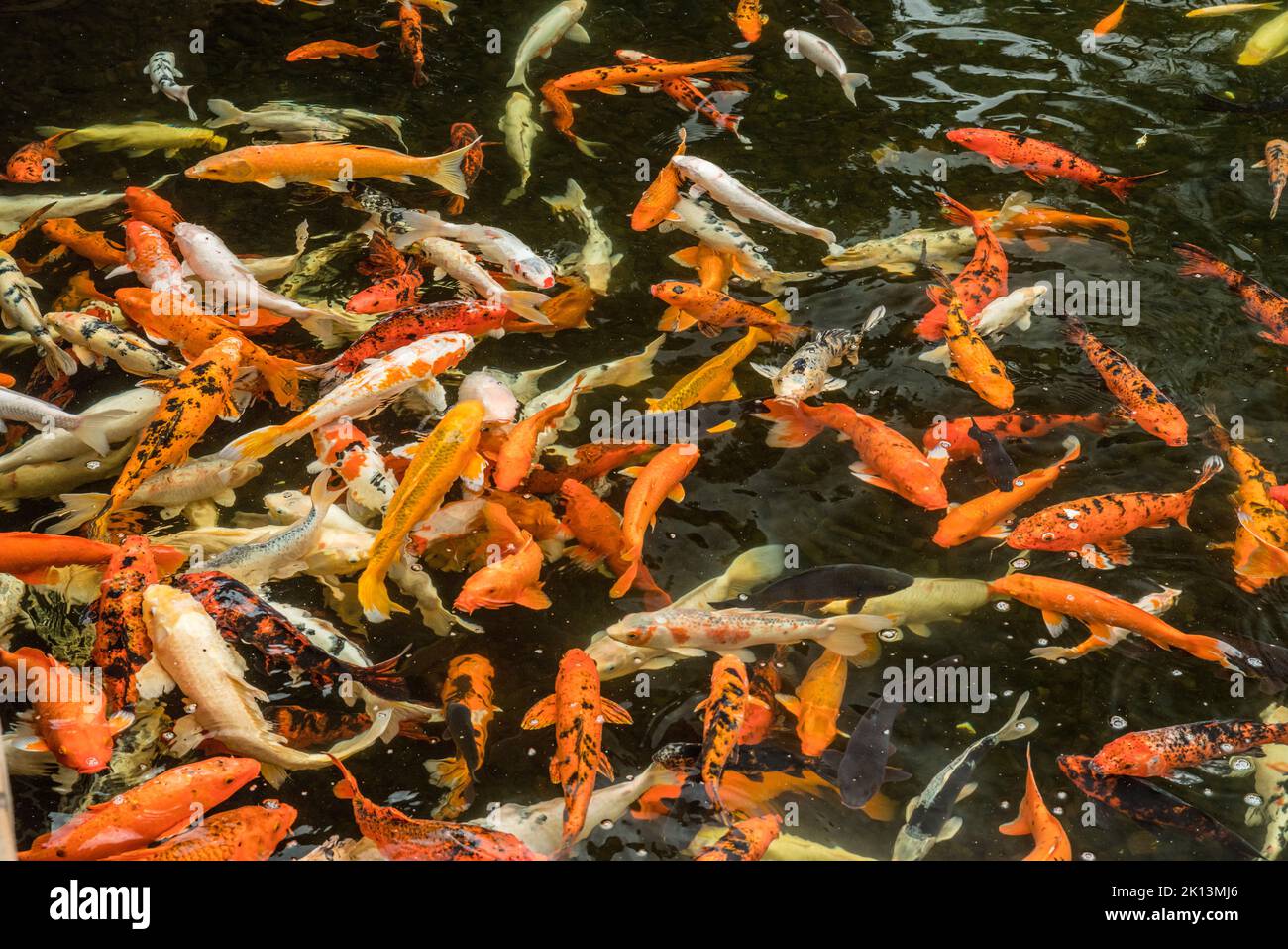 Beaucoup de carpes asiatiques colorées nageant dans l'eau. Banque D'Images