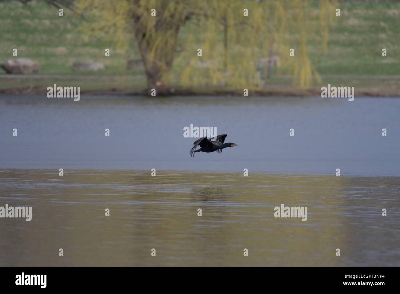 Double Crested Cormorant volant autour d'Eldridge Park à Elmira, New York Banque D'Images