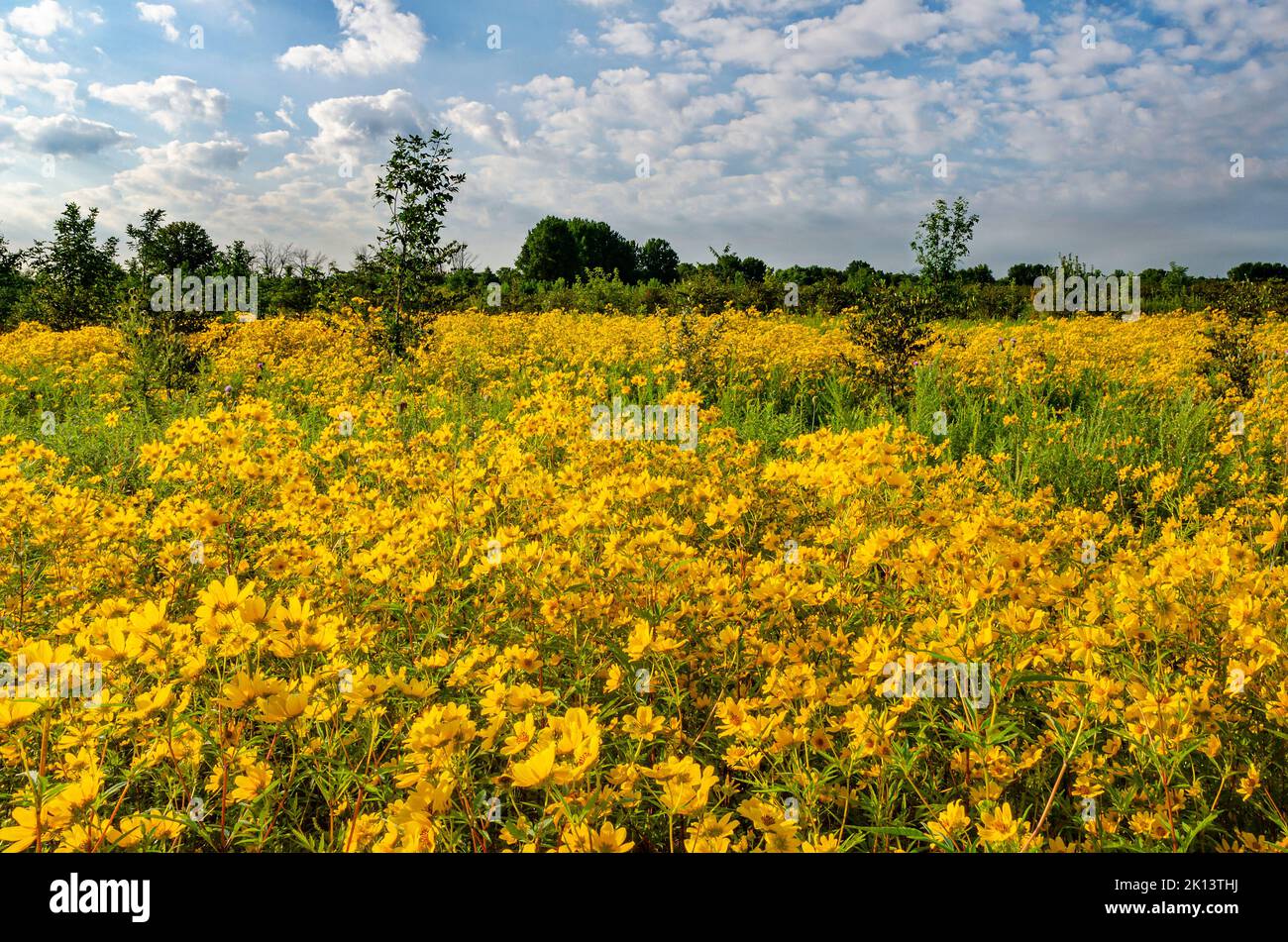 Un champ de tournesol Tickseed fleurit au parc national de Goose Lake Prairie, dans le comté de Grundy, en Illinois Banque D'Images