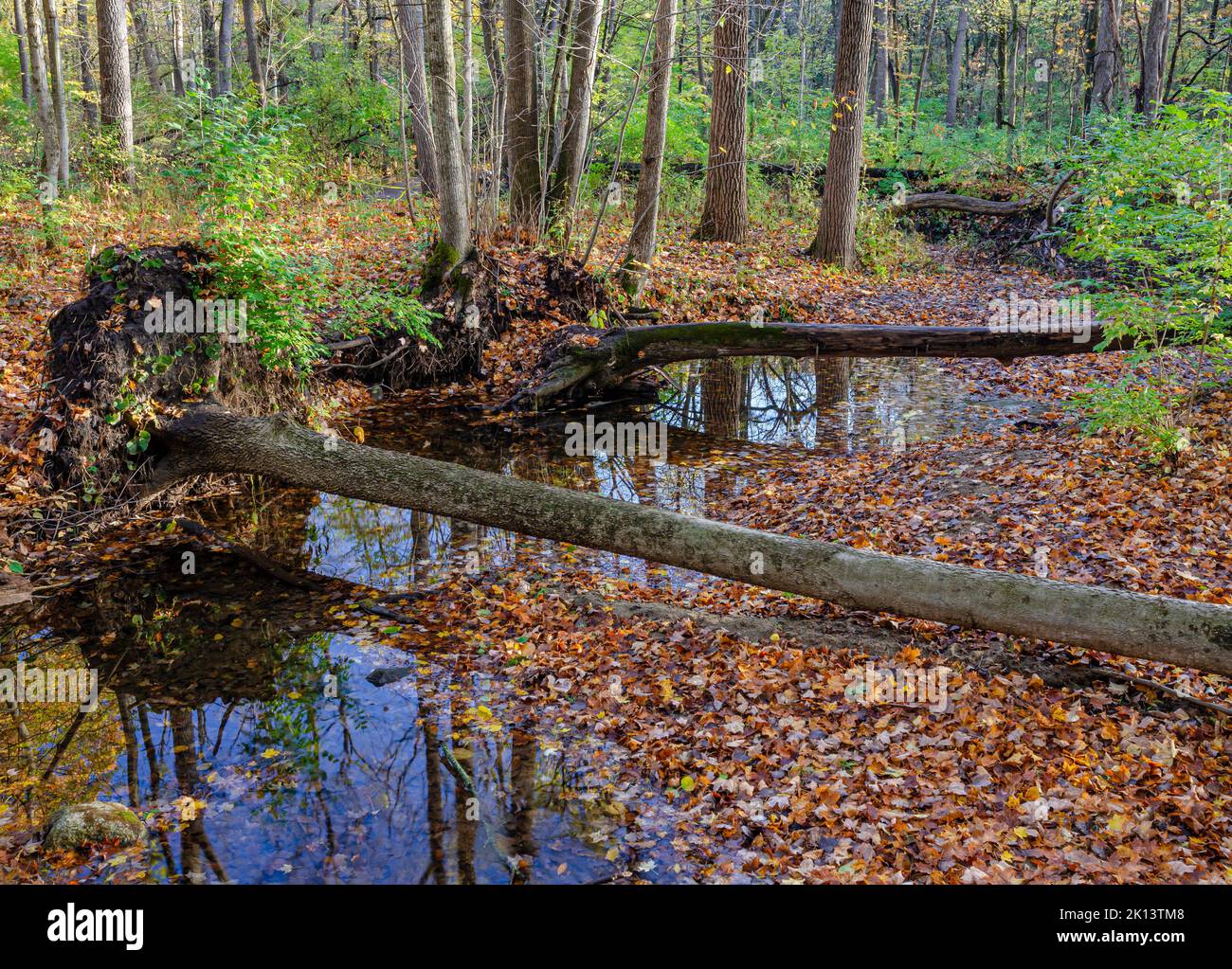 Un petit ruisseau se met en piscine dans des endroits à la réserve forestière de Lyon Woods dans le comté de Kendall, Illinois Banque D'Images