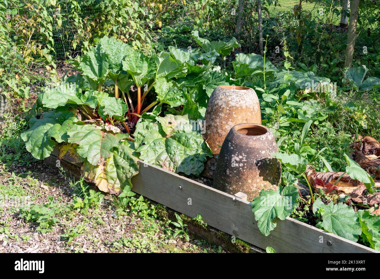 Plantes de rhubarbe en été à côté d'une paire de hachoirs de rhubarbe en terre cuite dans un jardin de campagne anglais Banque D'Images