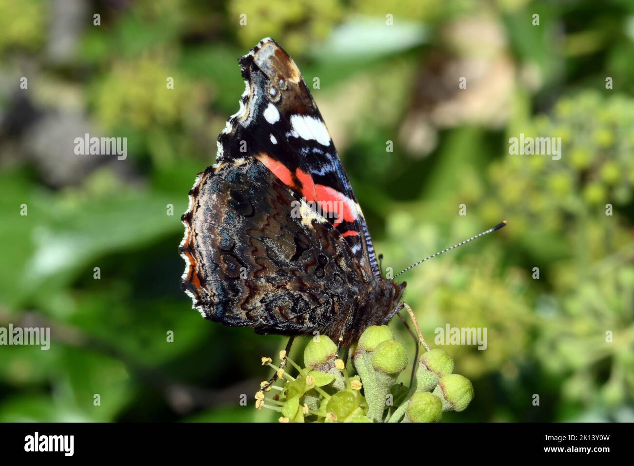 L'amiral rouge avec des ailes fermées est attiré au nectar de l'ivie de floraison dans un hedgerow surcultivé Banque D'Images