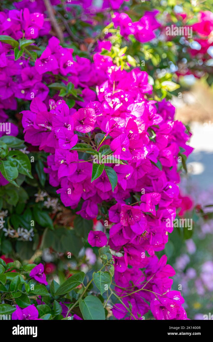 Bougainvilliers fleuris sur l'île de Corfou, Grèce Banque D'Images