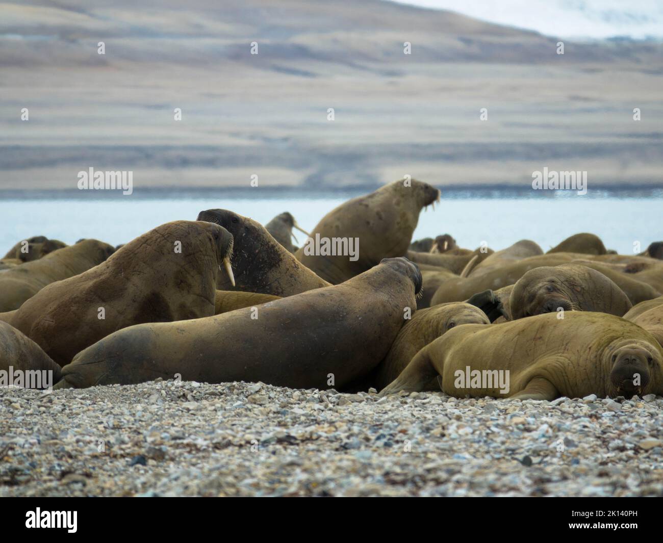 Colonie de morses située sur la rive. Paysage arctique sur fond flou. Nordaustlandet, Svalbard, Norvège Banque D'Images Colonie de morses située sur la rive. Paysage arctique sur fond flou. Nordaustlandet, Svalbard, Norvège Banque D'Images