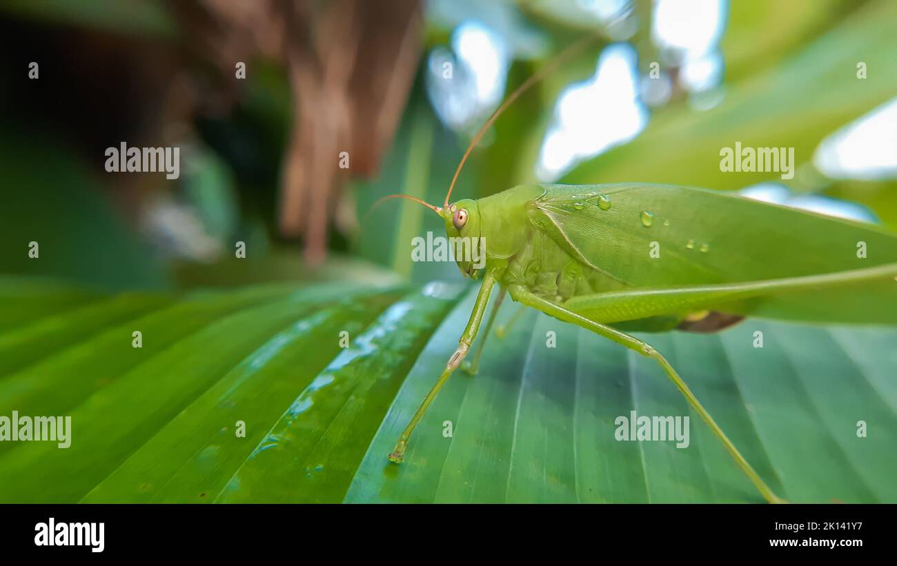 Une sauterelle verte avec des ailes ressemblant à des feuilles Banque D'Images