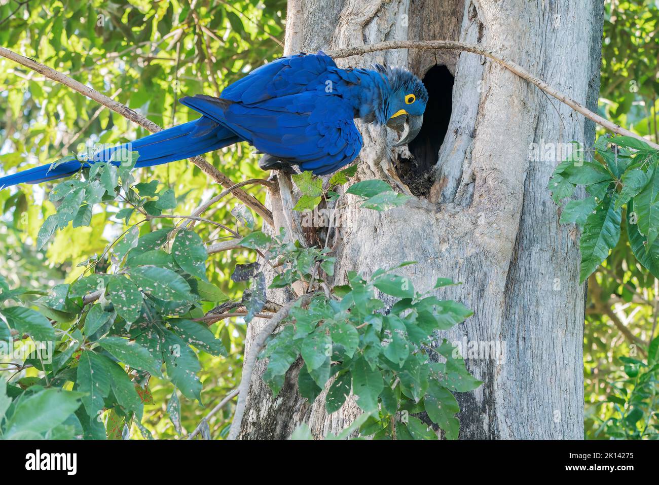 Perroquet de jacinthe ou perroquet de jacinthine, Anodorhynchus hyacinthinus, adulte unique perché dans un arbre près du trou de nid, Pantanal, Brésil Banque D'Images