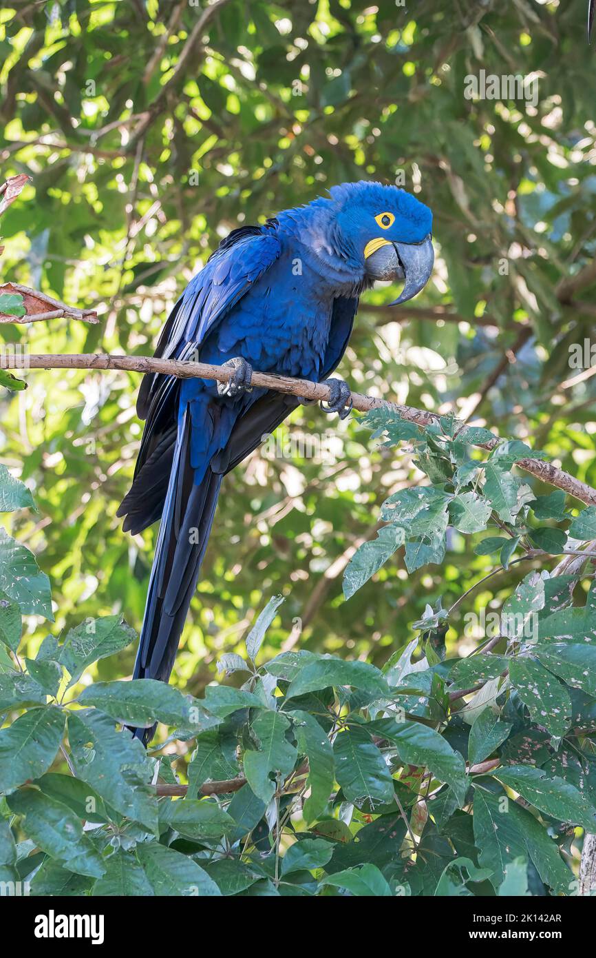 Perroquet de jacinthe ou perroquet de jacinthine, Anodorhynchus hyacinthinus, adulte unique perché dans un arbre près du trou de nid, Pantanal, Brésil Banque D'Images