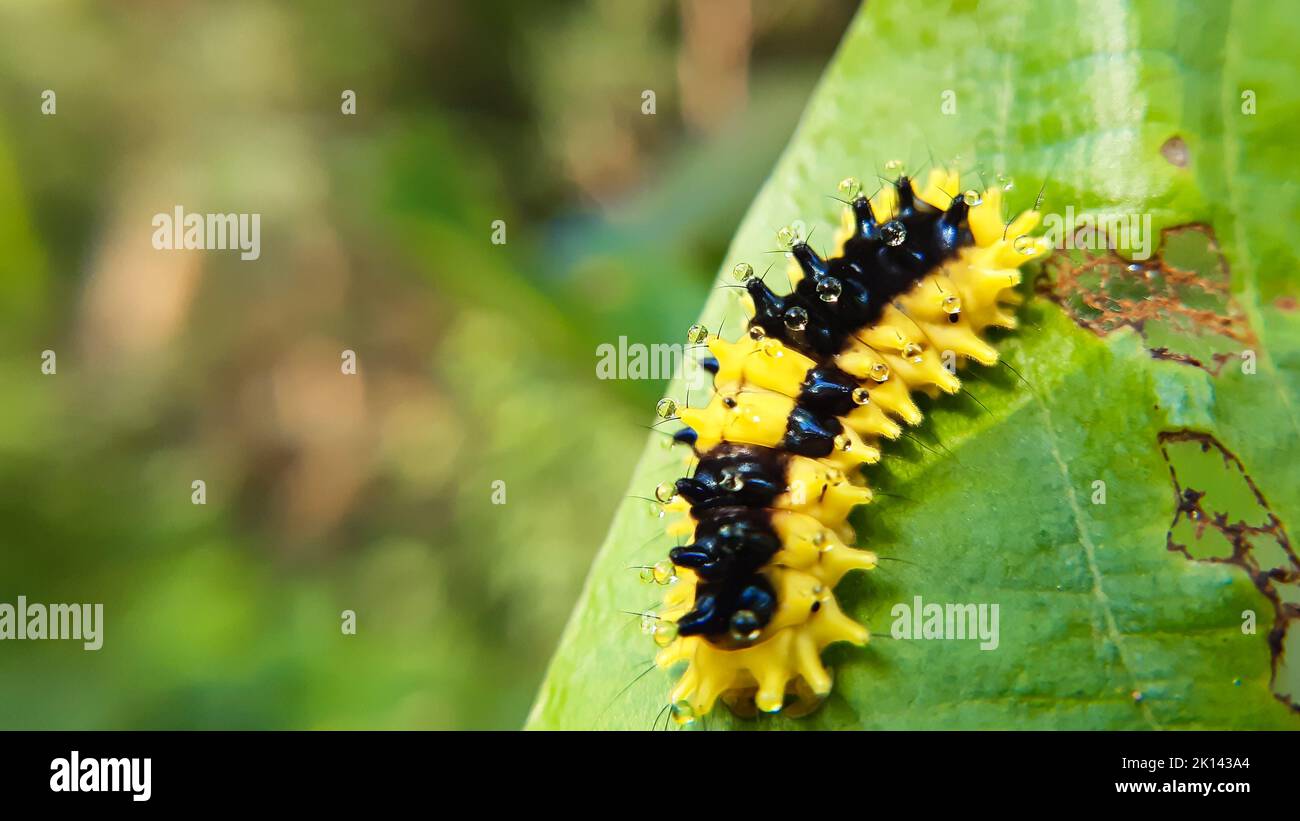 Chenille noire et jaune Banque de photographies et d’images à haute — free download