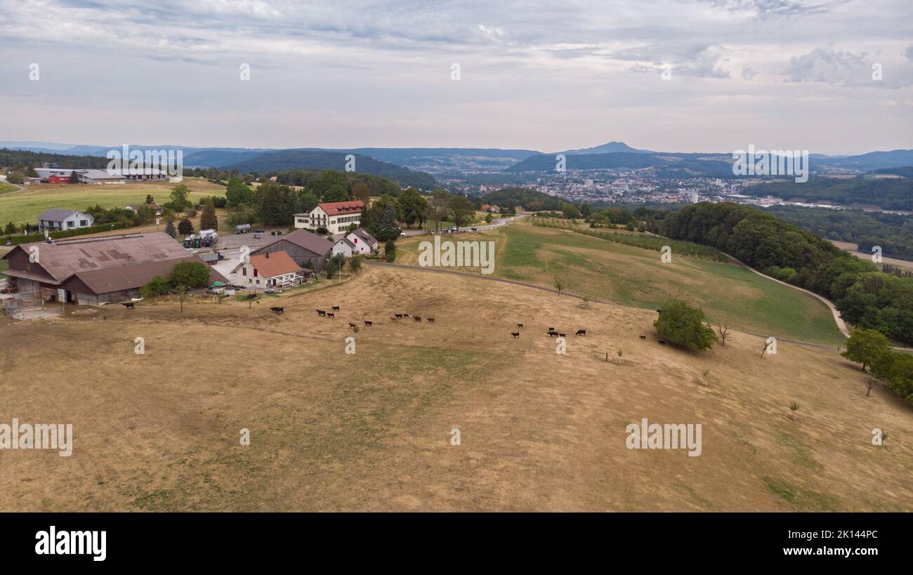 Sécheresse après la vague de chaleur en été sur le terrain avec des vaches noires marchant vers la ferme à la journée. Bözberg, en Suisse Banque D'Images