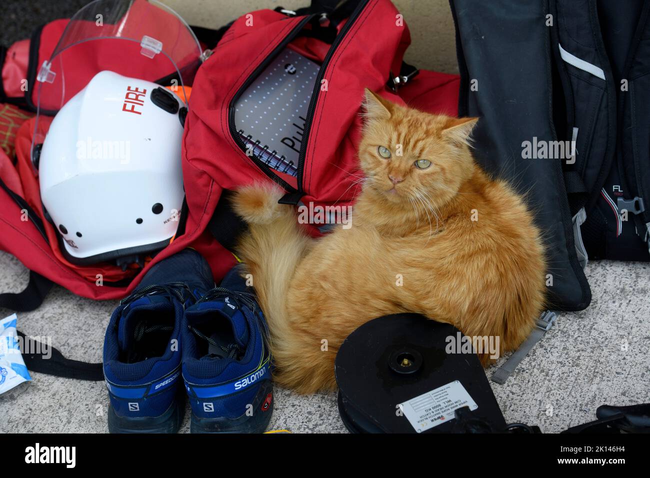 Un chat de caserne de pompiers pendant une journée d'entraînement, Royaume-Uni Banque D'Images