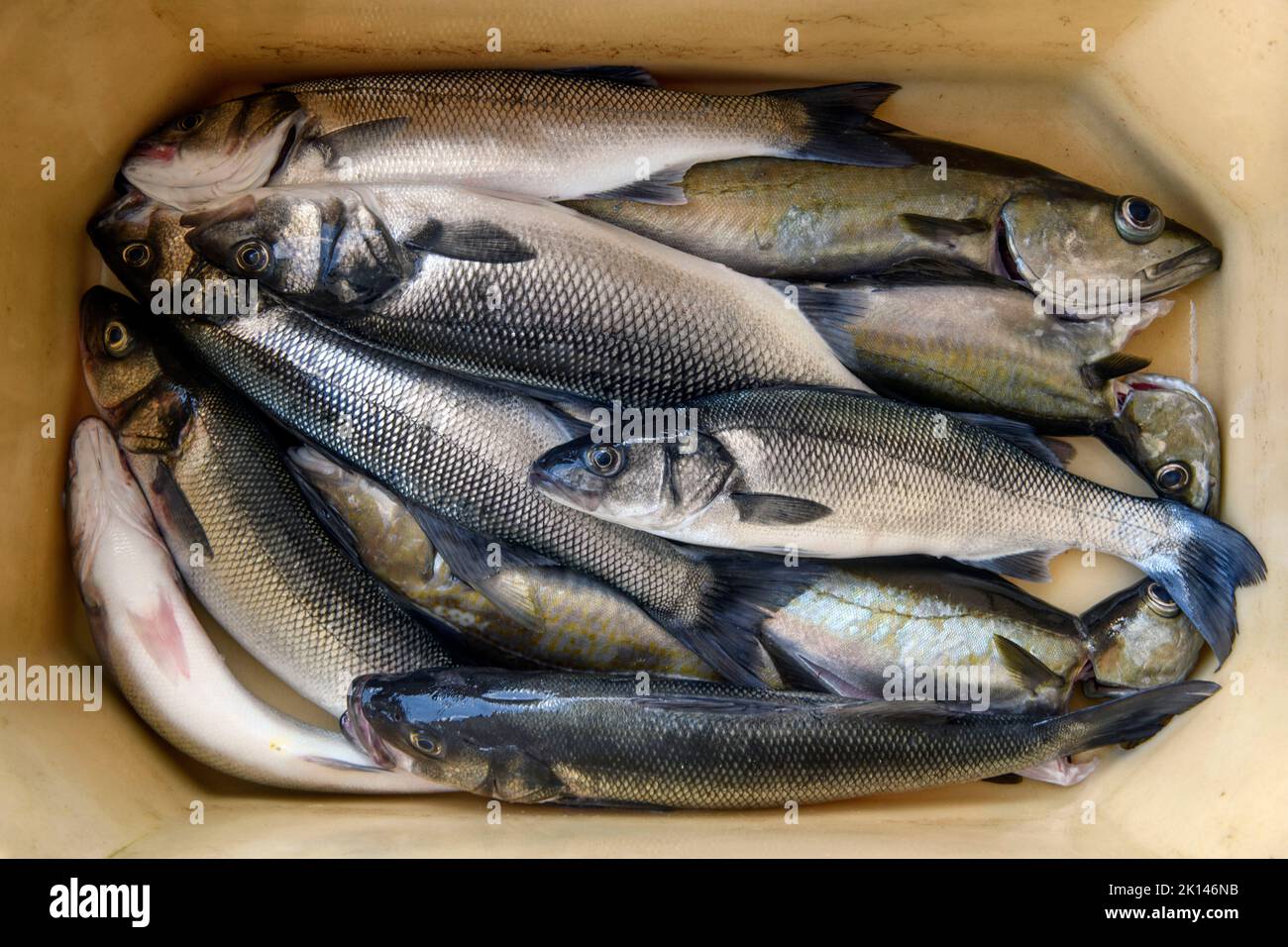 Line a attrapé Sea Bass et Pollock dans le port de Newlyn à Cornwall, au Royaume-Uni Banque D'Images