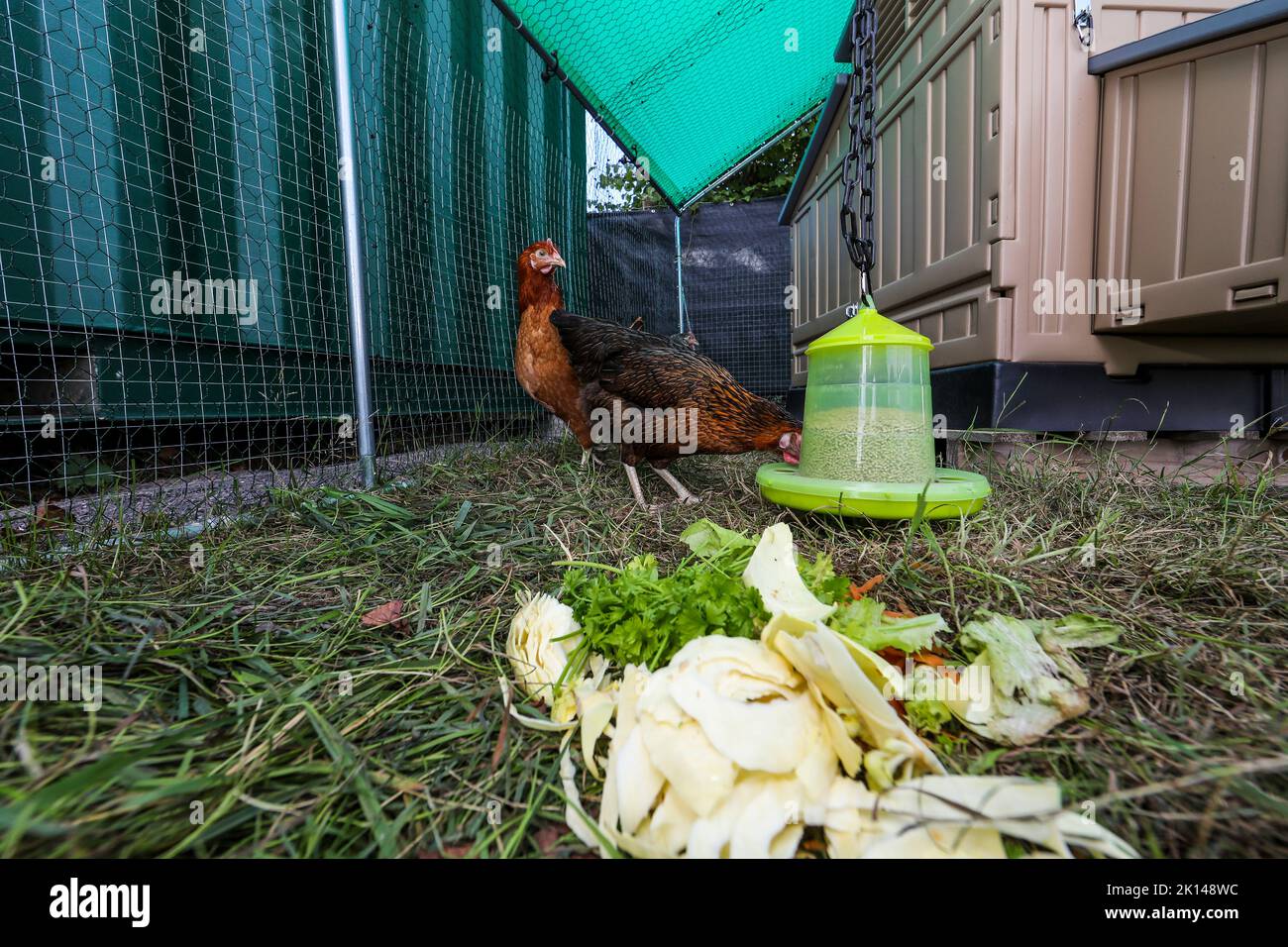 Mes premiers poulets. Se déplacer dans le pays et garder les poulets. Banque D'Images