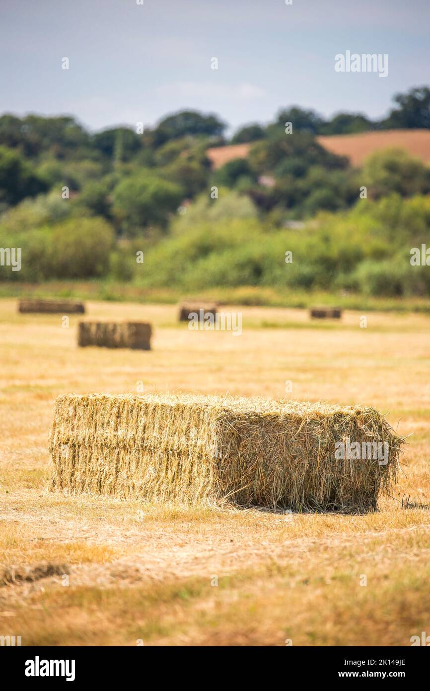 Balles de foin dans un champ rural du Royaume-Uni par une journée d'été. Banque D'Images