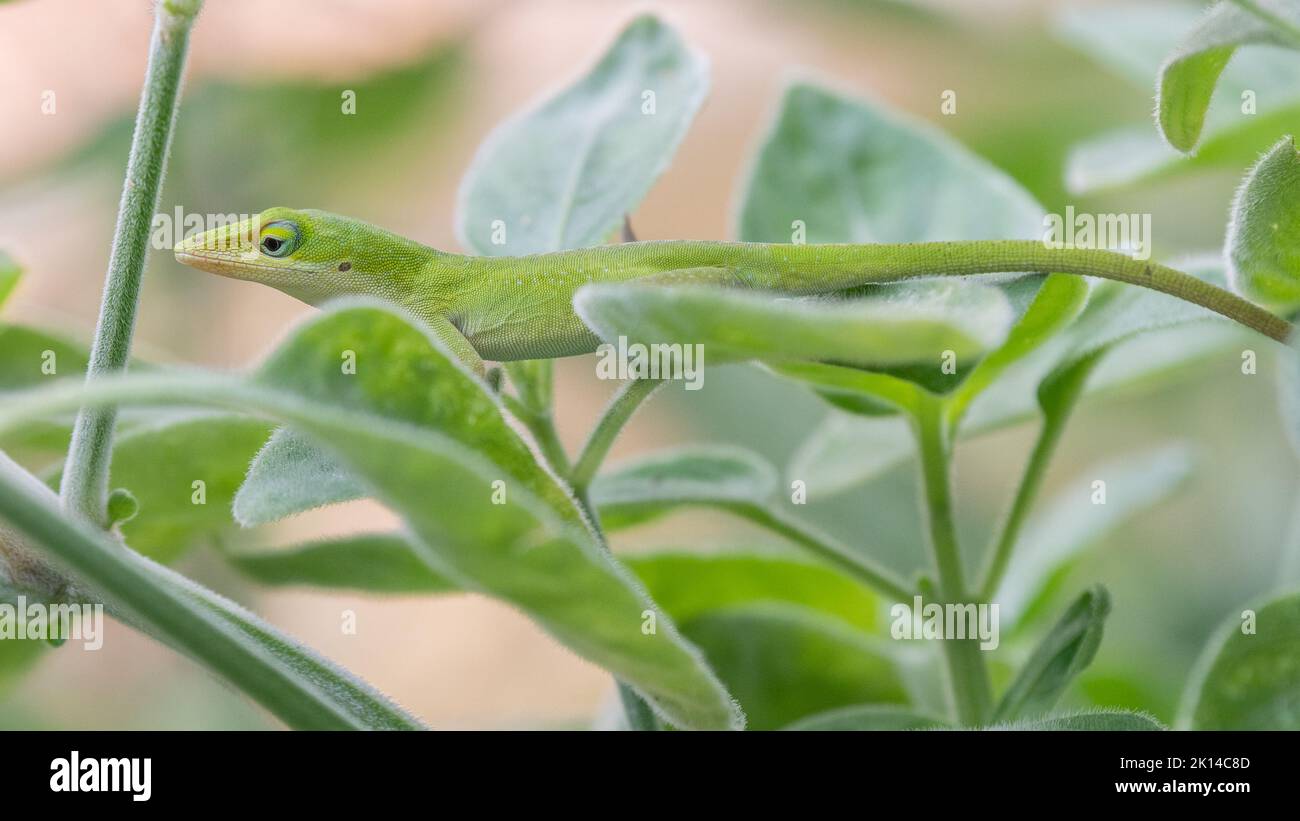 Anolis carolinensis lézard à la recherche de nourriture sur le feuillage lors d'une journée ensoleillée d'été dans le jardin. Banque D'Images