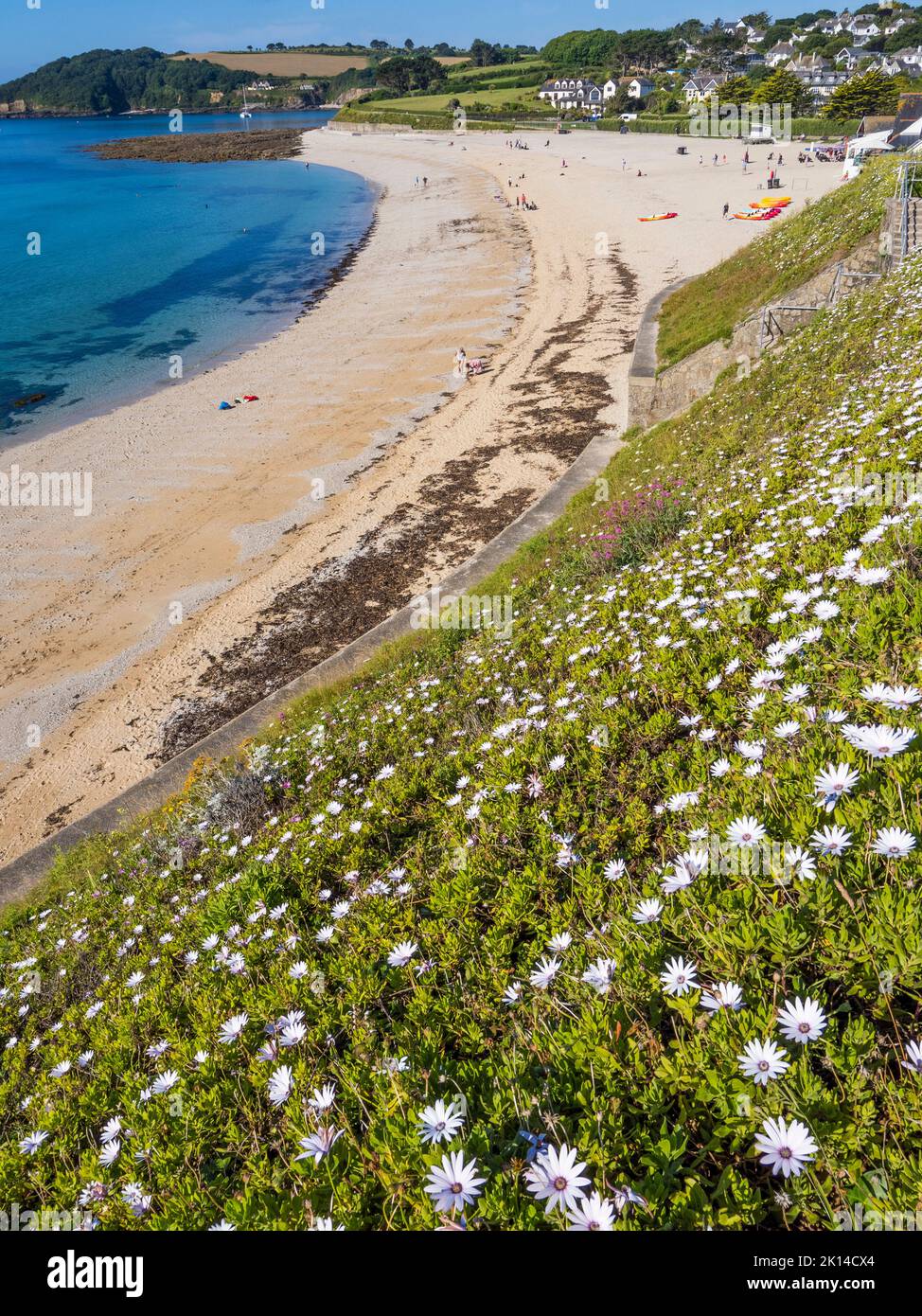 Fleurs sur la vue de Gyllyngvase Beach, Falmouth, Cornouailles, Angleterre, Royaume-Uni. Banque D'Images