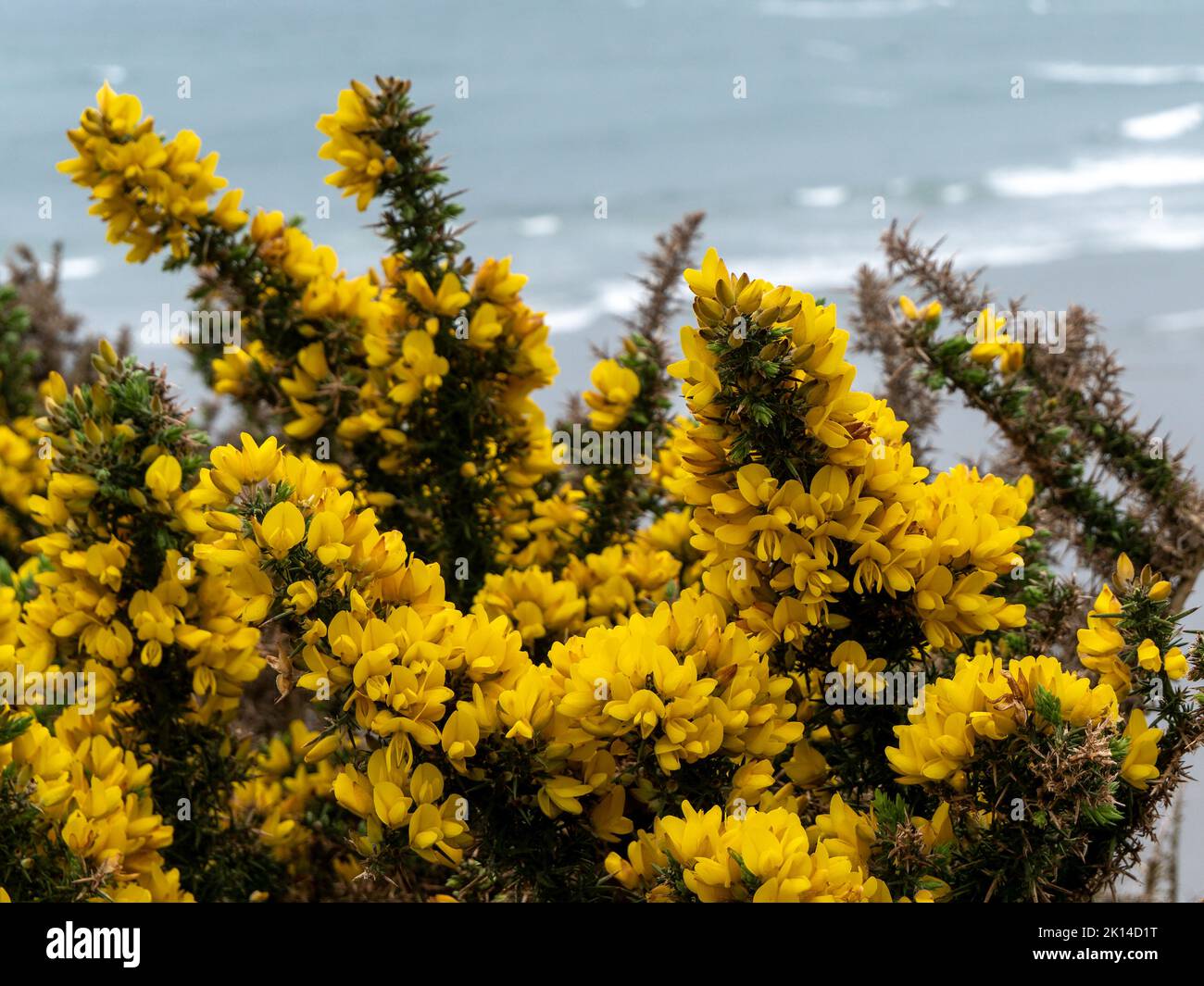 Il y a beaucoup de fleurs jaunes sur le fond de la mer. Une plante aux inflorescences jaunes. Gros plan de l'usine. Banque D'Images