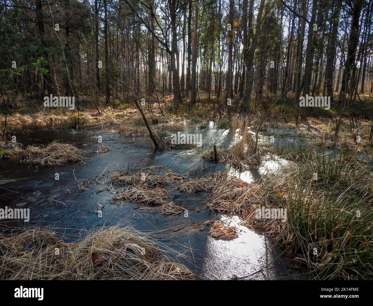 Les marais post-industriels se trouvent près de Katowice, en haute-Silésie, en Pologne Banque D'Images