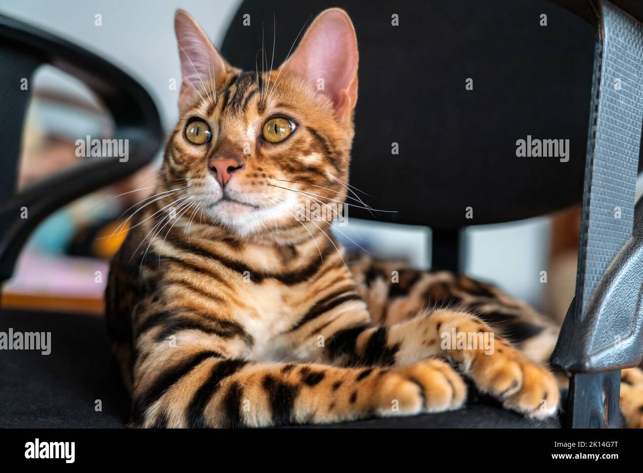 Jeune chat bengal de race pure reposant sur une chaise Banque D'Images