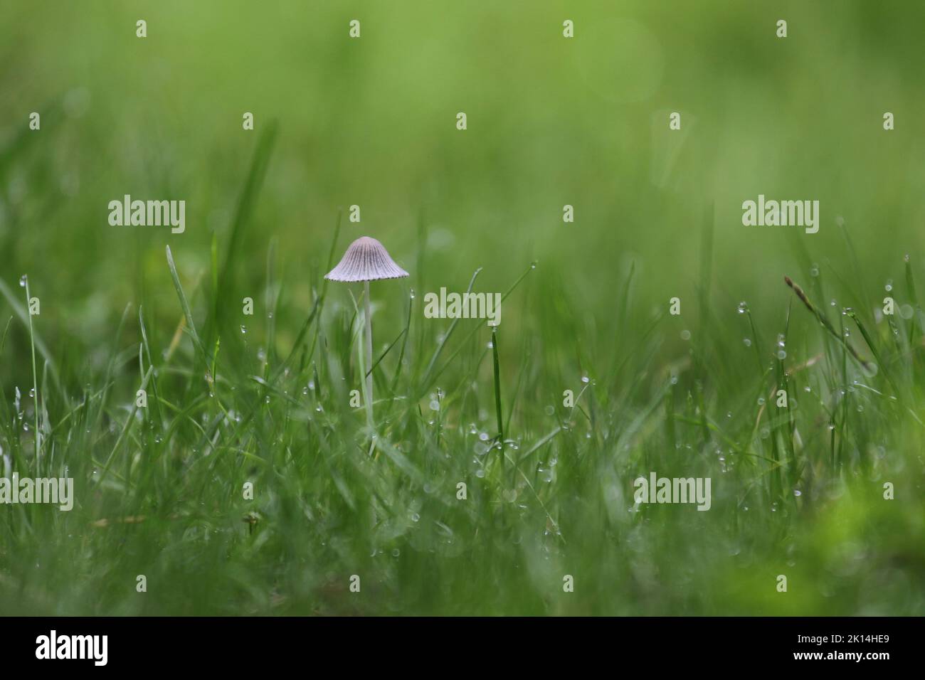 Petits champignons en gros plan dans l'herbe verte dans la rosée tôt le matin Banque D'Images