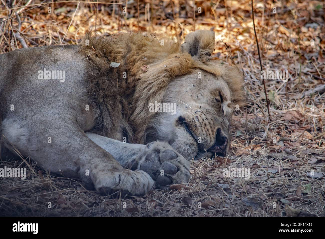 Un gros plan d'un magnifique lion reposant après la chasse Banque D'Images