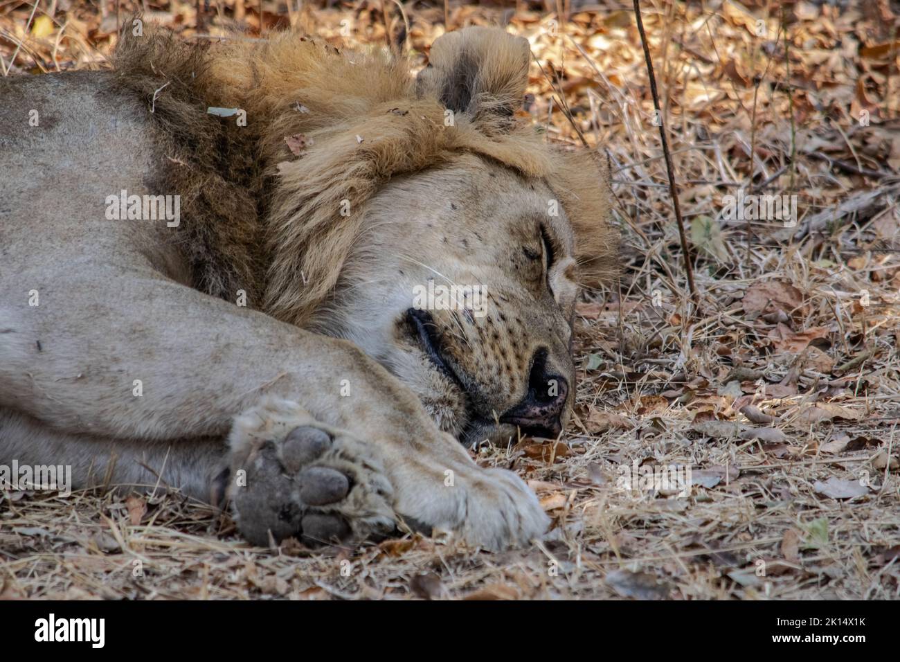 Un gros plan d'un magnifique lion reposant après la chasse Banque D'Images