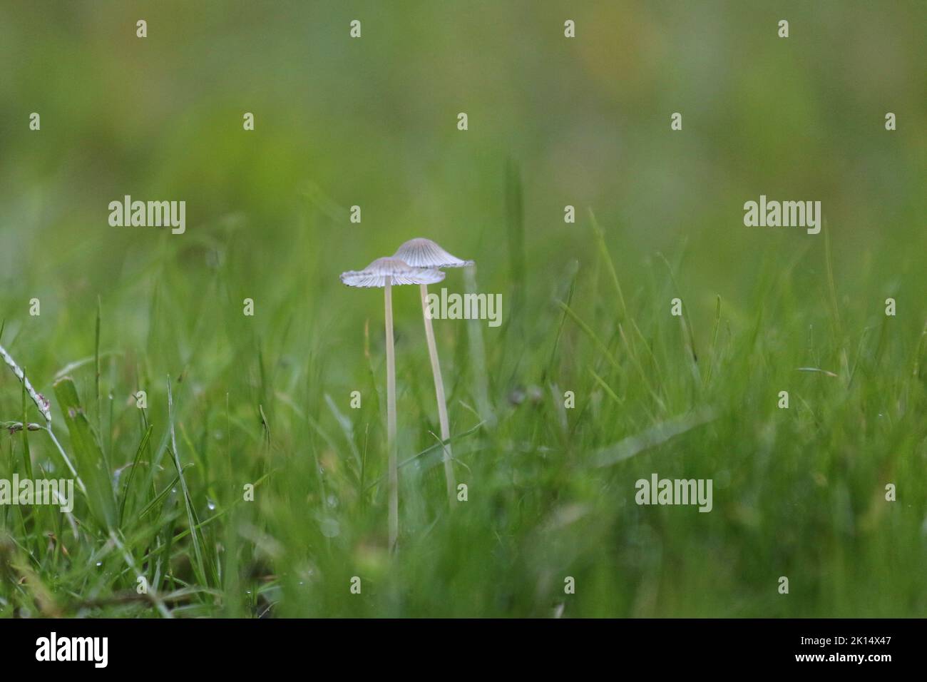 Petits champignons en gros plan croissant dans l'herbe verte dans la rosée tôt le matin Banque D'Images